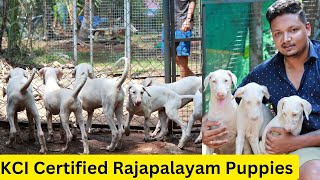 KCI Certified Rajapalayam Dog PuppiesShow Quality Rajapalayam Dogs [upl. by Nosreme424]