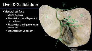 Liver and Gallbladder  M1 Dissection Supplement [upl. by Philomena]