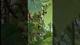 காட்டு பிரண்டைcayratia pedetabeautiful nature🌿🍃fruit shorts [upl. by Namharludba]