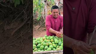 Dulce de mango verde una sabrosura que emocióoooon 😋🧑🏽‍🌾 campesinos ecuador agricultura [upl. by Gnauq]