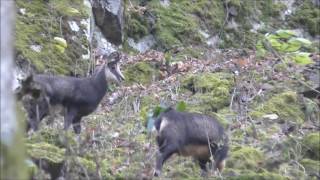 Chasse Chamois du 25 11 16 [upl. by Einwahr]