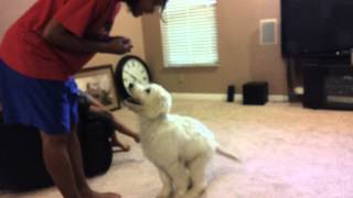 Goldendoodle Puppy 4 months old doing a few tricks [upl. by Eissirk]