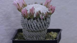 Mammillaria pectinifera 1080p [upl. by Morice737]