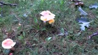 Mushrooms Watchung NJ [upl. by Etna536]