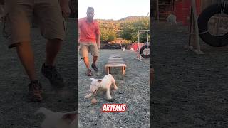 3 Months Old Bull Terrier Puppy Training [upl. by Lrat]