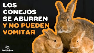 🐰15 CURIOSIDADES SOBRE LOS CONEJOS QUE TE SORPRENDERÁN [upl. by Sorac902]