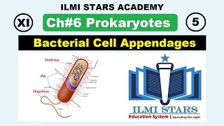 Bacterial Cell Appendages Class 11 Biology Chapter 6 Prokaryotes [upl. by Lilak605]