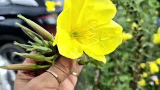 Evening primrose plant care in hindi  Oenothera beinnis plant  medicinal plant  herbal plant [upl. by Nelda]