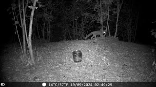 Terrifying Fox Screams At Night  Wildlife Trail Cam  Camera Trap Footage September 19 2024 [upl. by Ytteb]