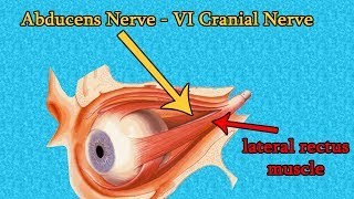 ABDUCENS NERVE CN VI Cranial nerve VI  Medical Animations [upl. by Gnay]