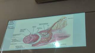 Fisiopatologia Clase 37  Gastro [upl. by Jael197]