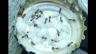 ALL NATURAL ANT CONTROL using BORAX [upl. by Annahsar]