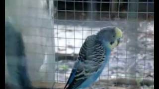 cara mengenal budgie jantan dan betinabudgie birds avi [upl. by Efthim982]