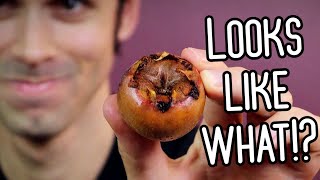 MEDLAR  A Weird Fruit That Looks Inappropriate But Tastes Great  Weird Fruit Explorer [upl. by Ziwot577]