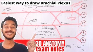 brachial plexus 3d anatomy  Easy way to draw brachial plexus anatomy in hindi brachial plexus notes [upl. by Cerracchio94]