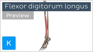 Functions of the flexor digitorum longus muscle preview  3D Human Anatomy  Kenhub [upl. by Norwood]