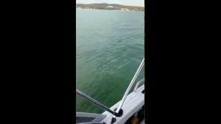 Lake Macquarie Great White Shark [upl. by Kenwee532]