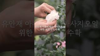 유안재 아유르베다 오일을 위한 허브 장미 어성초 병풀을 수확하고 가공하다 [upl. by Levona]