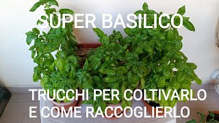 Come raccogliere il basilico [upl. by Ciredec]