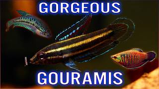 12 Beautiful Gourami Fish for Your Collection [upl. by Cristiona895]