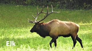 Bull Elk Sounds [upl. by Ayiotal724]