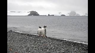 Sonidos invisibles  antártida Colonia de pingüinos [upl. by Meli]