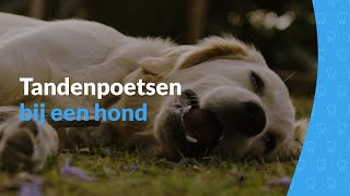 Maand van het gebit  Tandenpoetsen bij een hond [upl. by Nirat]