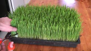 How to grow wheatgrass [upl. by Aleibarg]