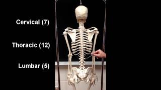 Anatomy of the Axial Skeleton [upl. by Nongim]