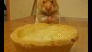 Harry the Hamster Pies 50p wnks £1 SWEARING [upl. by Frederich159]