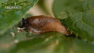 10 astuces pour lutter contre les limaces au jardin ou au potager  Truffaut [upl. by Bibbye]