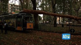 Nubifragio a Milano un albero cade su un tram linea interrotta [upl. by Attener531]