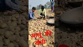 potato crop farming potato crop harvesting mspkisanprotest [upl. by Wicks]