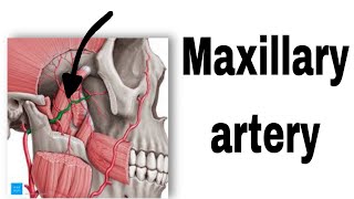 تشريح  maxillary artery طب الاسنان مرحلة ثانية anatomy Maxillaryartery [upl. by Ballou]