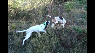 Chasse du lièvre aux chiens courants [upl. by Eeresid416]