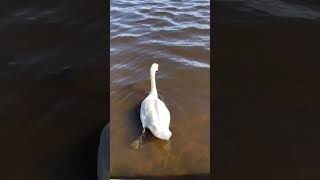 Swan swims away [upl. by Troth]