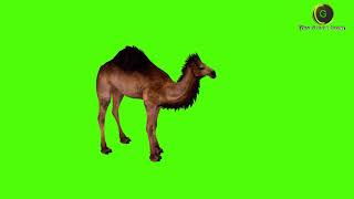 Dromedary Camel Green Screen HD [upl. by Zerline295]