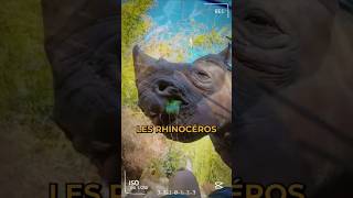 Le Rhinocéros cest un timide rhinoceros animaux shorts [upl. by Eyahsal598]