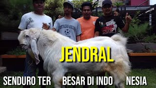 Kambing Etawa Senduro Terbesar di Indonesia [upl. by Vacuva]