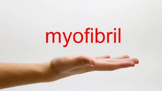 How to Pronounce myofibril  American English [upl. by Alverson83]