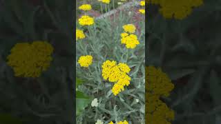 Fernleaf Yarrow yutubeshorts flowers [upl. by Sehguh579]