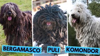 Puli vs Komondor vs Bergamasco  Dog Breed Comparison  Differences and Similarities [upl. by Hopper]