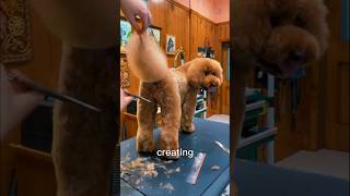 Squirrel tail tutorial on the marvelous Cashew doggroomingtips dog goldendoodle doggroomer [upl. by Saturday]