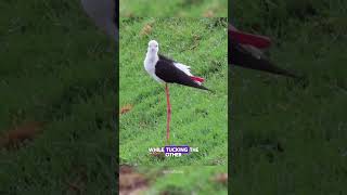 Why Do BlackWinged Stilts Stand on One LegBlackWingedStilt BirdBehavior NatureFacts [upl. by Si]