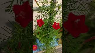 Cypress Vine ke sath aisa bhi hota hai CypressVine garden manjuhandaorganicgardening [upl. by Maffa209]