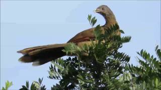 Greyheaded chachalaca in Costa Rica [upl. by Bills]