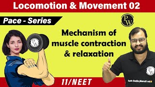 Locomotion and Movement 02  Mechanism of Muscle contraction amp Relaxation  Class 11  NEET [upl. by Ennaimaj]