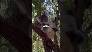 Koalas 18Hour Nap The Sleepy Secret You Never Knew australia koala [upl. by Argile]