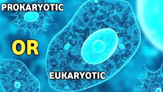 Is Amoeba Prokaryotic OR Eukaryotic Cell [upl. by Linad]