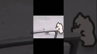 animated cat chase pigeon [upl. by Nymassej]